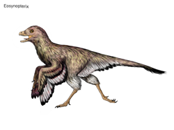 Size: 1032x774 | Tagged: safe, artist:cisiopurple, dinosaur, feathered dinosaur, theropod, feral, 2014, ambiguous gender, eosinopteryx, feathers, non-sapient, realistic, side view, simple background, solo, solo ambiguous, text, white background