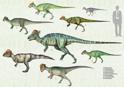 Size: 1024x721 | Tagged: safe, artist:cisiopurple, dinosaur, human, mammal, feral, 2015, ambiguous gender, ambiguous only, colepiocephale, deviantart watermark, goyocephale, gravitholus, group, homolocephale, non-sapient, pachycephalosaurus, prenocephale, realistic, side view, sphaerotholus, stegoceras, text, watermark