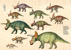 Size: 1024x721 | Tagged: safe, artist:cisiopurple, ceratops, dinosaur, human, mammal, styracosaurus, triceratops, feral, 2015, ambiguous gender, ambiguous only, deviantart watermark, diabloceratops, einiosaurus, eotriceratops, group, judiceratops, non-sapient, realistic, rubeosaurus, side view, sinoceratops, spinops, text, turanoceratops, watermark