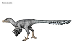 Size: 1024x768 | Tagged: safe, artist:cisiopurple, dinosaur, feathered dinosaur, theropod, feral, ambiguous gender, dromeosauroides, feathers, non-sapient, realistic, side view, simple background, solo, solo ambiguous, text, white background