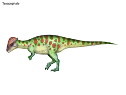 Size: 1024x768 | Tagged: safe, artist:cisiopurple, dinosaur, feral, ambiguous gender, non-sapient, realistic, side view, simple background, solo, solo ambiguous, texacephale, text, white background