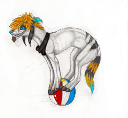 Size: 2072x1909 | Tagged: safe, artist:grinu, oc, oc only, canine, mammal, feral, 2012, ambiguous gender, ball, beach ball, black stripes, blue eyes, blue nose, digital art, fur, hair, simple background, solo, striped fur, transparent background, white body, white fur, yellow hair