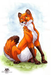 Size: 491x700 | Tagged: safe, artist:dolphiana, canine, fox, mammal, red fox, feral, 2d, ambiguous gender, belly fluff, cheek fluff, chest fluff, claws, colored sclera, dipstick tail, ear fluff, fluff, fur, green eyes, head fluff, open mouth, orange body, orange fur, pink tongue, signature, sitting, solo, solo ambiguous, tail, tail fluff, tongue, traditional art, whiskers, white belly, yellow sclera