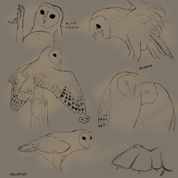 Size: 1000x1000 | Tagged: safe, bird, bird of prey, owl, anatomy, artist, artwork, barnowl, cute, sketch, study