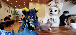 Size: 1280x591 | Tagged: safe, cat, feline, human, mammal, anthro, feral, 2021, cafe, china, fursuit, group, irl, irl human, photo