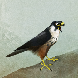 Size: 800x800 | Tagged: safe, artist:skia, bird, bird of prey, falcon, feral, solo