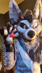 Size: 629x1074 | Tagged: suggestive, artist:riverwulf, canine, fictional species, hellhound, mammal, wolf, ball gag, chain, dominant, dominant male, fursuit, gag, humiliation, implied sex, irl, jewelry, male, paws, photo, pov, slave pov, submissive pov, teasing, wristband